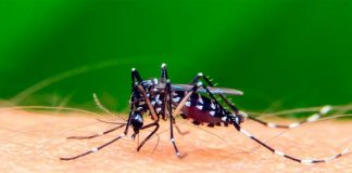 Ya son 21 las personas fallecidas por Dengue en Salta
