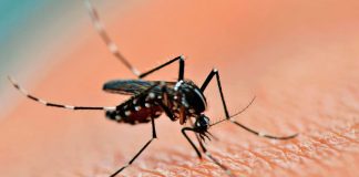 La primera muerte por coinfección de dengue en la Argentina