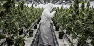 El Gobierno legalizó el autocultivo de marihuana para uso medicinal