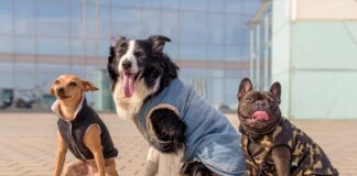 Llega el frío a cuidar las mascotas/ Recomendaciones en abrigos, baño y enfermedades estacionales