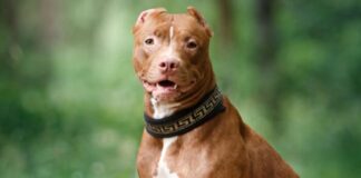 Una beba de un año fue internada en grave estado tras ser atacada por un pitbull
