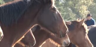 Encefalomielitis equinas: nuevas medidas para el movimiento de equinos