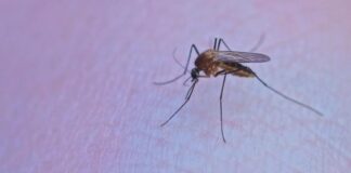 Continúan aumentando los casos de dengue en la provincia