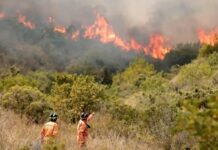 Más de 800 hectáreas arrasadas por incendios en Salta crece el debate por la prevención y las sanciones