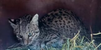 Indignación en Salta: mataron a una cría de gato montés y la exhibieron como trofeo