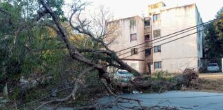 Viento, árboles caídos y cortes de luz: fuertes ráfagas sorprendieron a los salteños