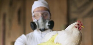 Exportaciones afectadas por un brote de influenza aviar