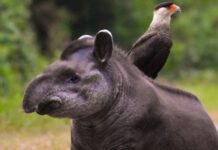 6 de Noviembre: Día de los parques nacionales