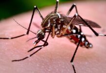 Chikungunya notificaron 51 nuevos casos y el NOA concentra el 96% de los contagios