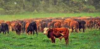 La Rural destacó el potencial de Salta para ampliar su producción ganadera